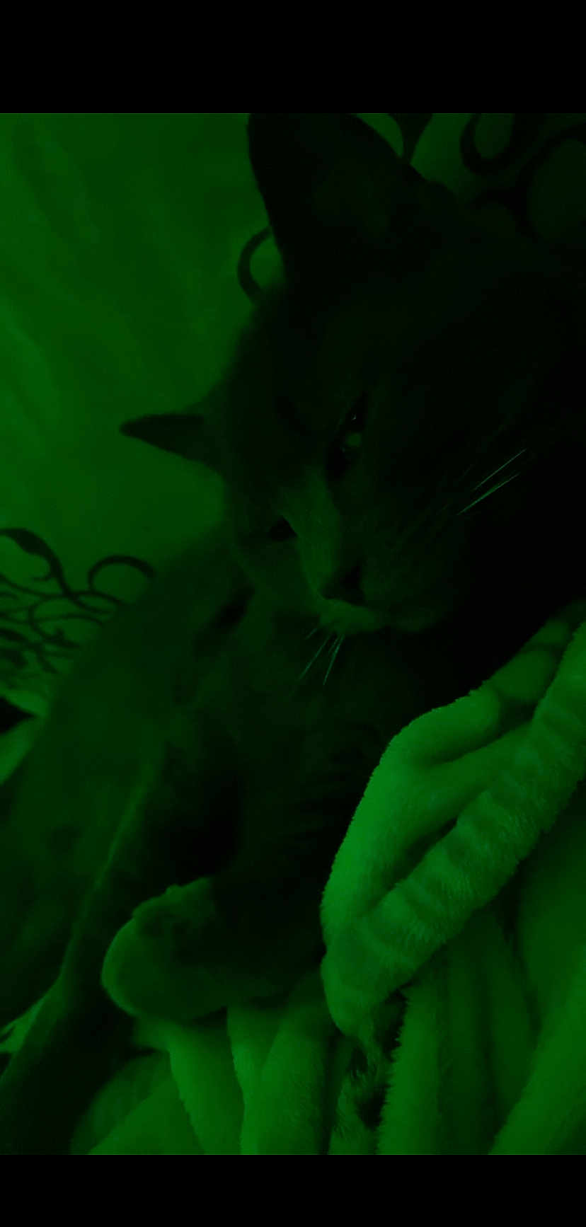 Fatman is registered to the contest to win money with this photo: cat, animal, pet, blanket, dark, low_light, resting, feline, fur, whiskers, indoor, cozy, sleepy, closeup, quiet, soft, texture, comfort, shadow, green_tint