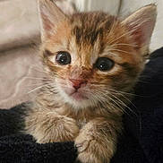 Simba is registered to the contest to win money with this photo: kitten, cat, animal, pet, feline, cute, fluffy, paws, whiskers, ears, fur, closeup, portrait, indoor, young, curious, soft, adorable, black_blanket, wide_eyes