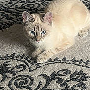 Bibi a rejoint le concours — aidez-le/la à gagner de superbes lots ! cat, blue_eyes, cream_color, animal, pet, fur, whiskers, ears, paws, lying_down, indoor, carpet, patterned_rug, floor, resting, domestic_cat, feline, cute, relaxed, looking_at_camera