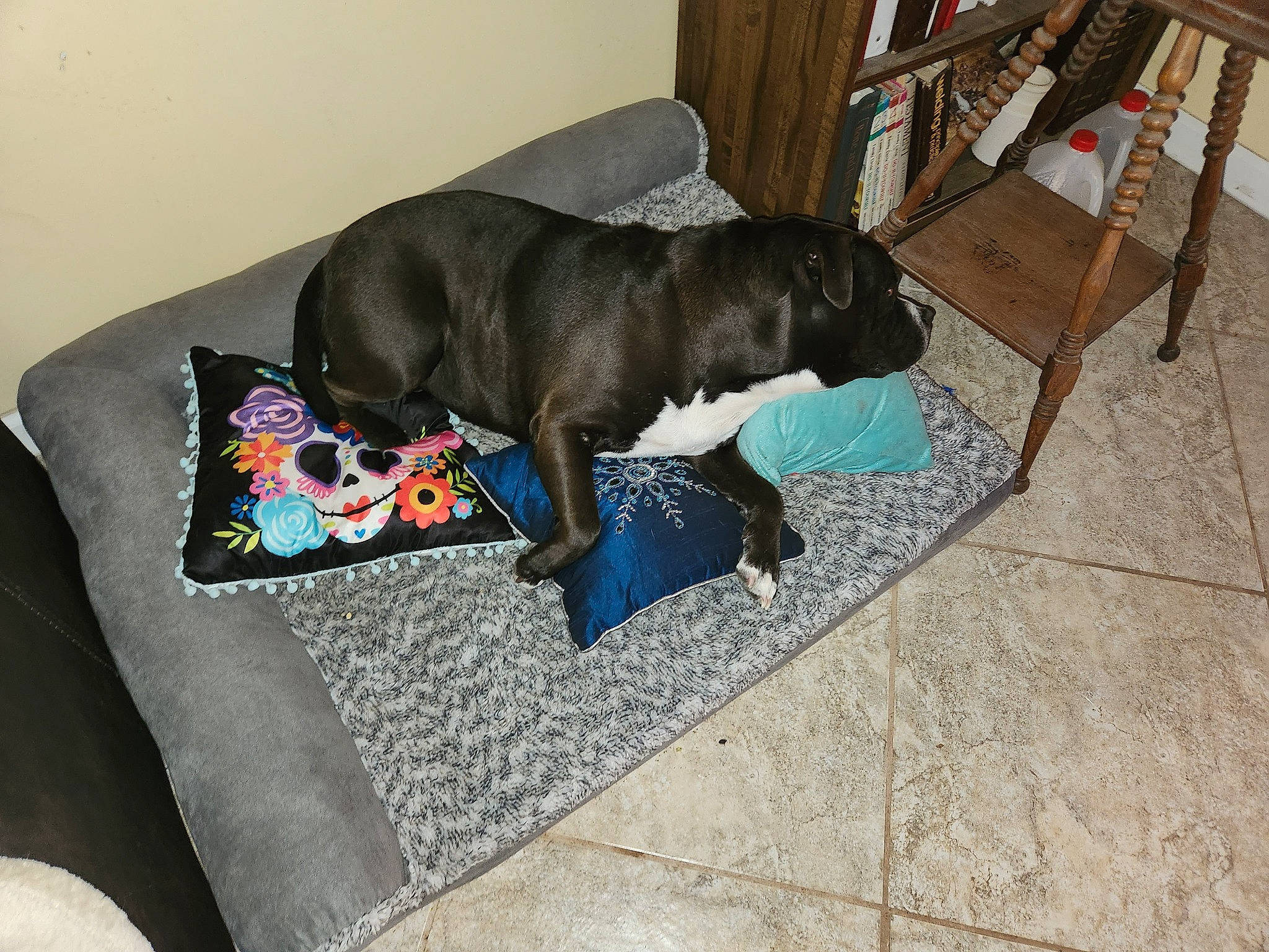 Morty is registered to the contest to win money with this photo: bookcase, borador, canidae, carnivore, comfort, companion_dog, dog, dog_breed, dog_supply, fawn, flooring, guard_dog, liver, nap, pet_supply, room, shelf, sporting_group, tail, working_animal