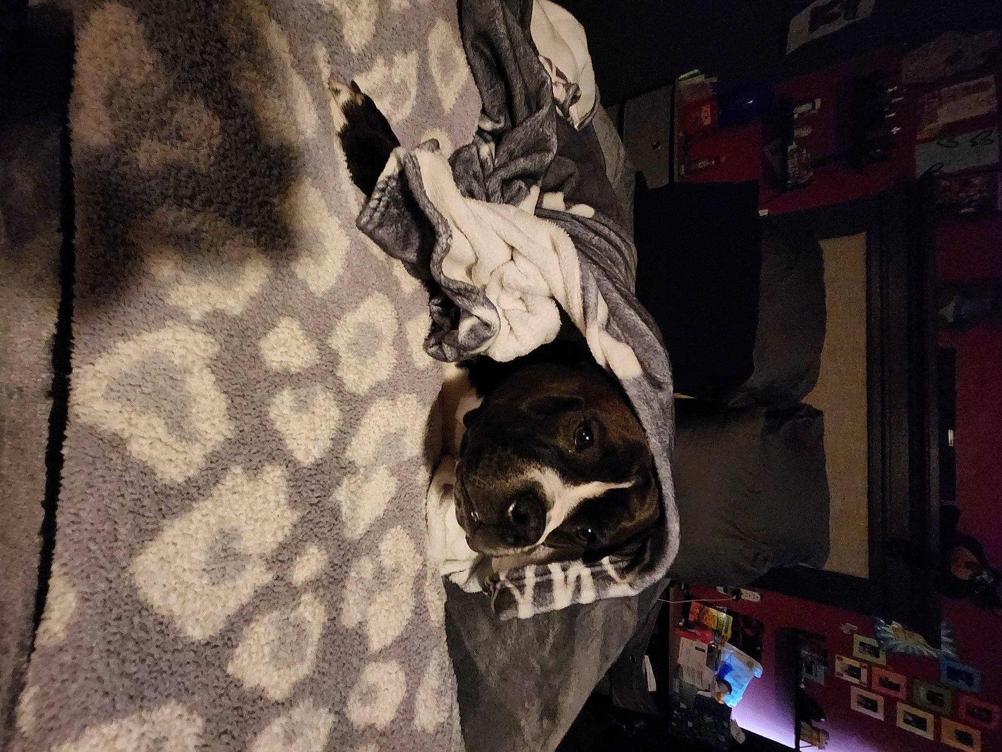 Morty is registered to the contest to win money with this photo: art, canidae, carnivore, darkness, dog, dog_breed, fictional_character, flash_photography, fun, fur, monochrome, monochrome_photography, night, pattern, personal_protective_equipment, snout, sporting_group, street, tints_and_shades, visual_arts