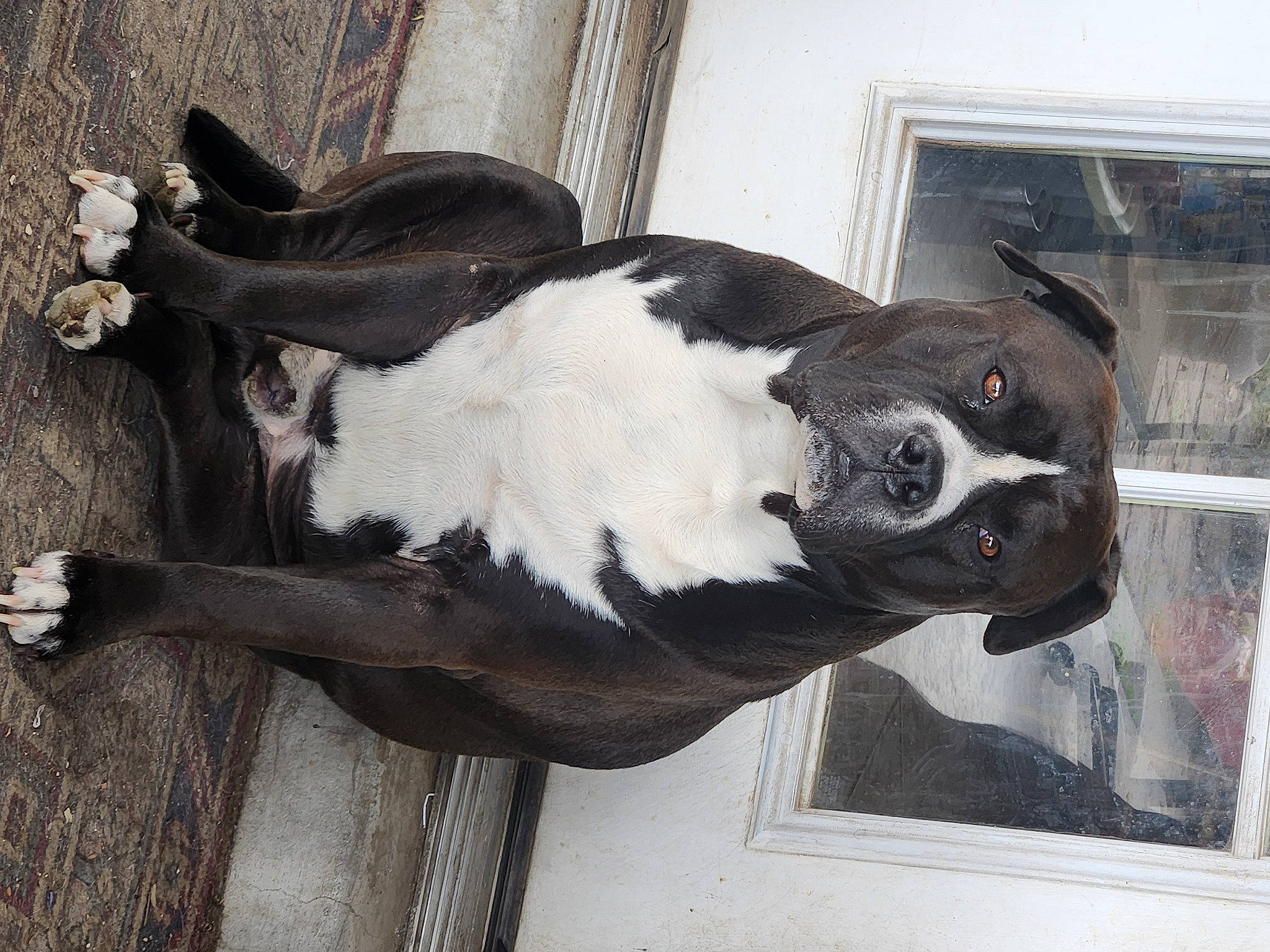 Morty is registered to the contest to win money with this photo: art, canidae, companion_dog, dog_breed, door, fawn, fur, human_leg, livestock, non_sporting_group, sculpture, snout, sporting_group, tail, terrestrial_animal, visual_arts, whiskers, window, wood, working_animal