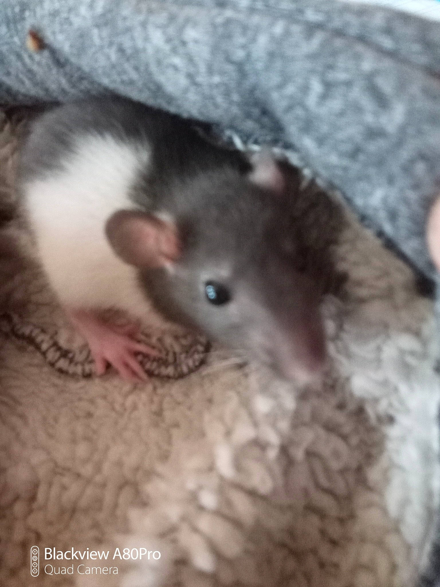 Beuzz participe au concours pour gagner de l'argent avec cette photo : chinchilla, claw, comfort, fawn, fur, gerbil, hamster, marsupial, mouse, muridae, muroidea, paw, pest, rat, rodent, snout, tail, terrestrial_animal, whiskers, wildlife