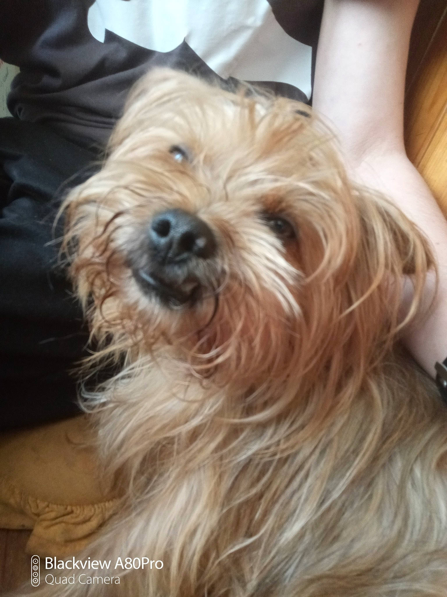 Buzz a rejoint le concours — aidez-le/la à gagner de superbes lots ! biewer_terrier, canidae, carnivore, companion_dog, dog, dog_breed, flooring, fur, liver, long_hair, maltepoo, sapsali, small_terrier, snout, sporting_group, terrier, toy_dog, wood, working_animal, yorkipoo