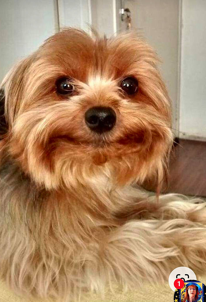 Buzz a rejoint le concours — aidez-le/la à gagner de superbes lots ! brown_hair, canidae, carnivore, companion_dog, dog, dog_breed, feathered_hair, fur, liver, maltepoo, puppy, small_terrier, snout, sporting_group, terrier, toy_dog, whiskers, working_animal