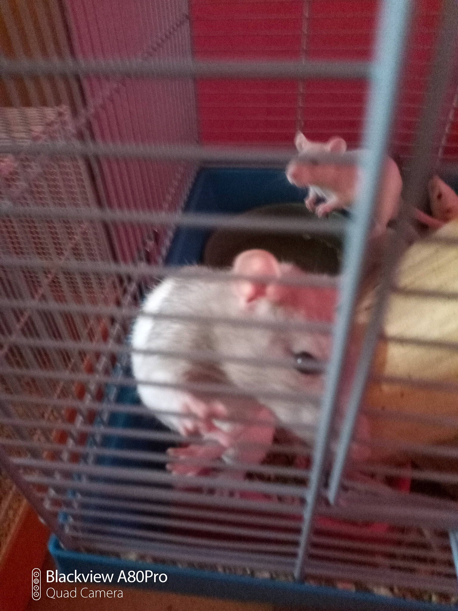 Lili a rejoint le concours — aidez-le/la à gagner de superbes lots ! animal_shelter, cage, canidae, dog_breed, fawn, fur, mesh, metal, pet_supply, service, snout, sporting_group, tail, whiskers