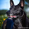 alert, animal, background_blur, black_dog, canine, closeup, daytime, dog, ears, expression, fur, grass, looking_away, muzzle, nature, outdoor, pet, portrait, sunlight, whiskers