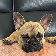 Roxy participe au concours pour gagner de l'argent avec cette photo : animal, boxer, bulldog, canine, cushion, dog, frenchbulldog, homedecor, pet, pitbull, pug, puppy, snout