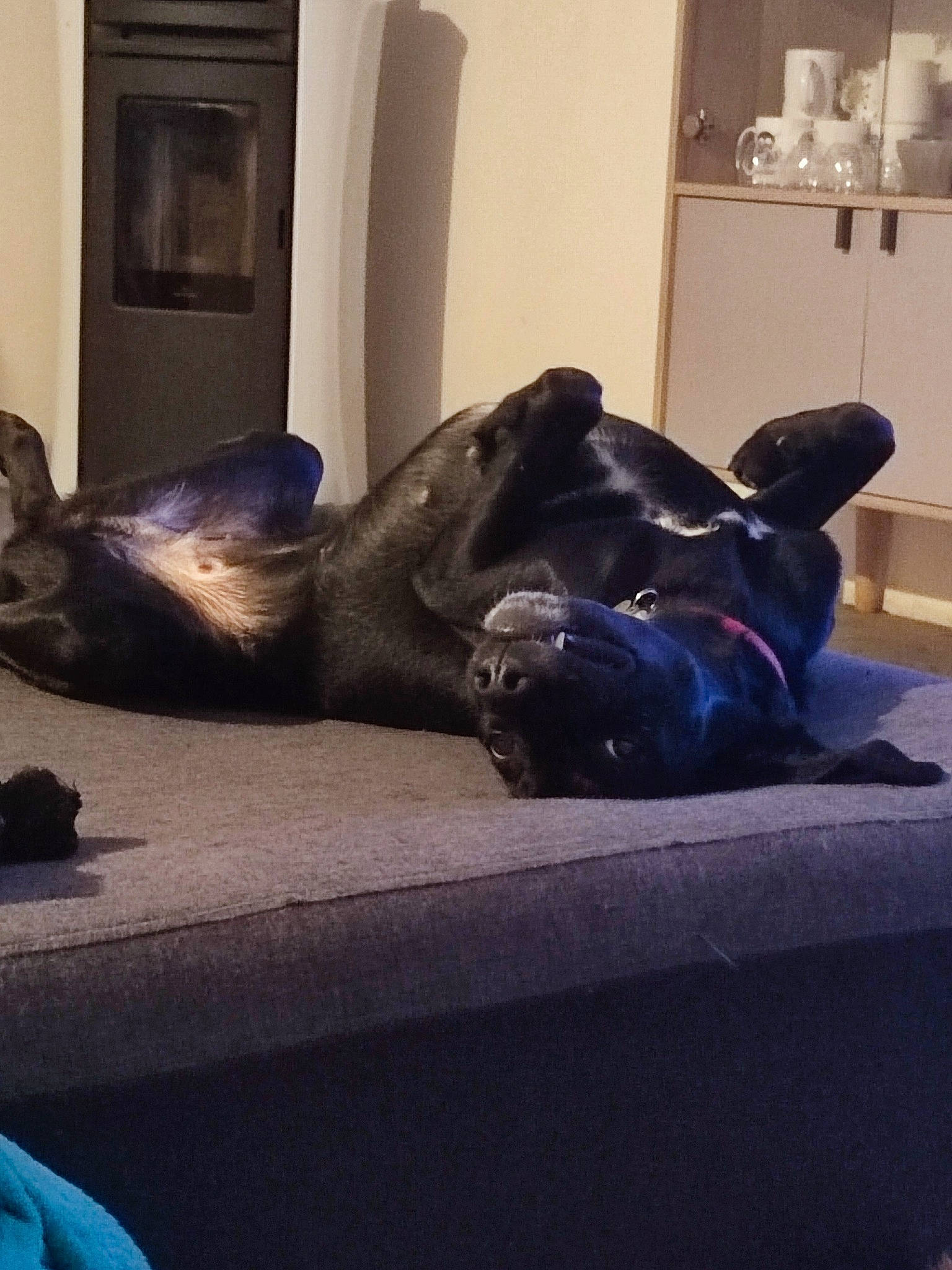 Rya a rejoint le concours — aidez-le/la à gagner de superbes lots ! art, blue, carnivore, cloud, comfort, companion_dog, dog, dog_breed, fawn, felidae, floor, flooring, grey, human_leg, purple, sculpture, small_to_medium_sized_cats, snout, tints_and_shades, wood