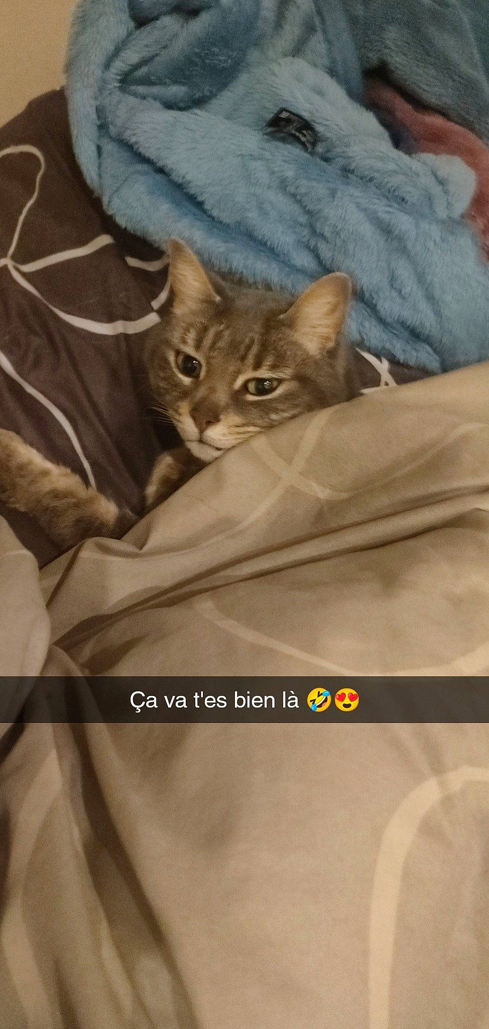 Luigi a rejoint le concours — aidez-le/la à gagner de superbes lots ! bag, bed_sheet, bedding, carnivore, cat, comfort, domestic_short_haired_cat, fawn, felidae, font, fur, grey, linens, paper_bag, photo_caption, sleeve, small_to_medium_sized_cats, terrestrial_animal, textile, whiskers