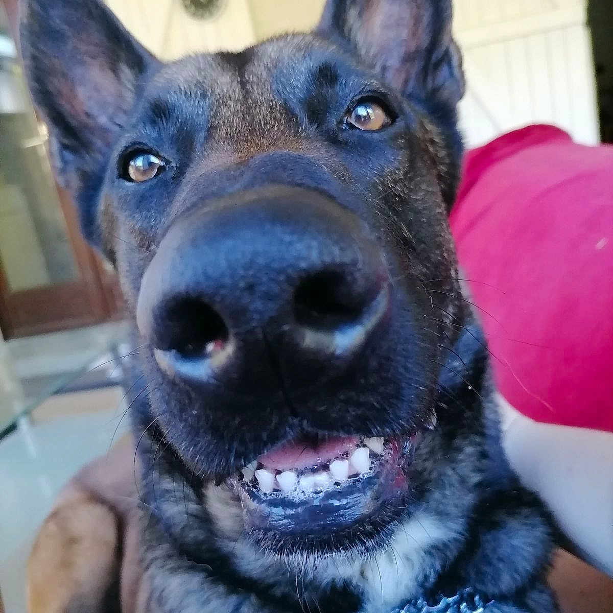 Buck participe au concours pour gagner de l'argent avec cette photo : animal, bodypart, canine, dog, door, germanshepherd, greatdane, hound, husky, labradorretriever, mouth, person, pet, policedog, puppy, purple, snout, teeth, tongue, whitedog