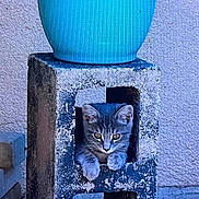 Harmony joined the competition — help win amazing prizes! animal, blue_planter, cat, concrete_block, curious, daylight, gray_cat, kitten, nature, outdoor, pavement, peeking, pets, plant, planter, resting, small_animal, texture, wall, young_cat