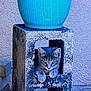 animal, blue_planter, cat, concrete_block, curious, daylight, gray_cat, kitten, nature, outdoor, pavement, peeking, pets, plant, planter, resting, small_animal, texture, wall, young_cat