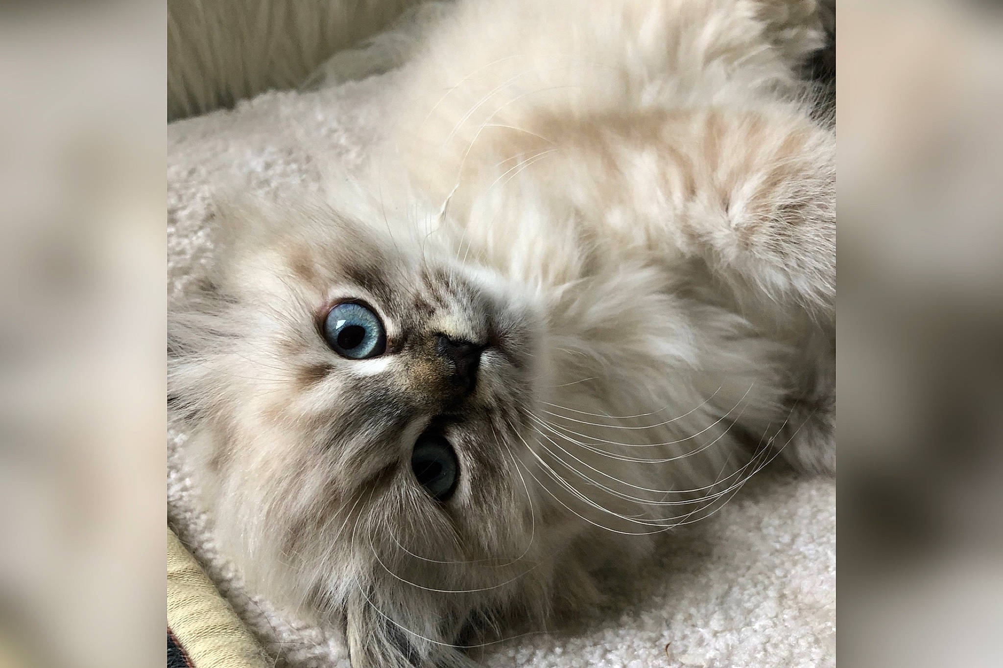 Perle participe au concours pour gagner de l'argent avec cette photo : british_longhair, canidae, carnivore, cat, claw, close_up, companion_dog, fawn, felidae, fur, paw, persian, photo_caption, plant, small_to_medium_sized_cats, snout, terrestrial_animal, whiskers