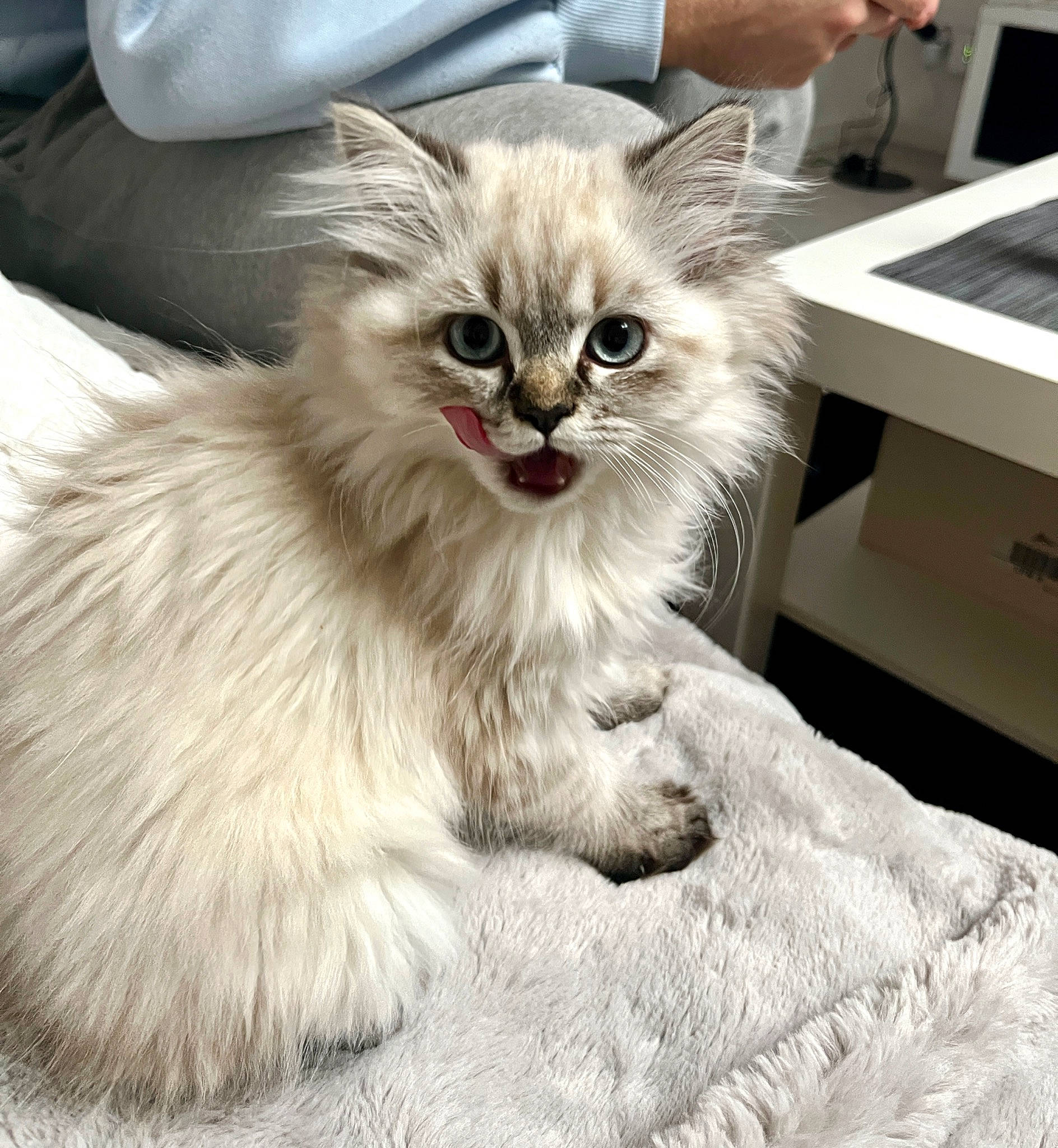 Perle participe au concours pour gagner de l'argent avec cette photo : british_longhair, carnivore, cat, claw, comfort, computer_keyboard, fawn, felidae, fur, keyboard, paw, peripheral, piano, plant, small_to_medium_sized_cats, snout, tail, terrestrial_animal, whiskers, window