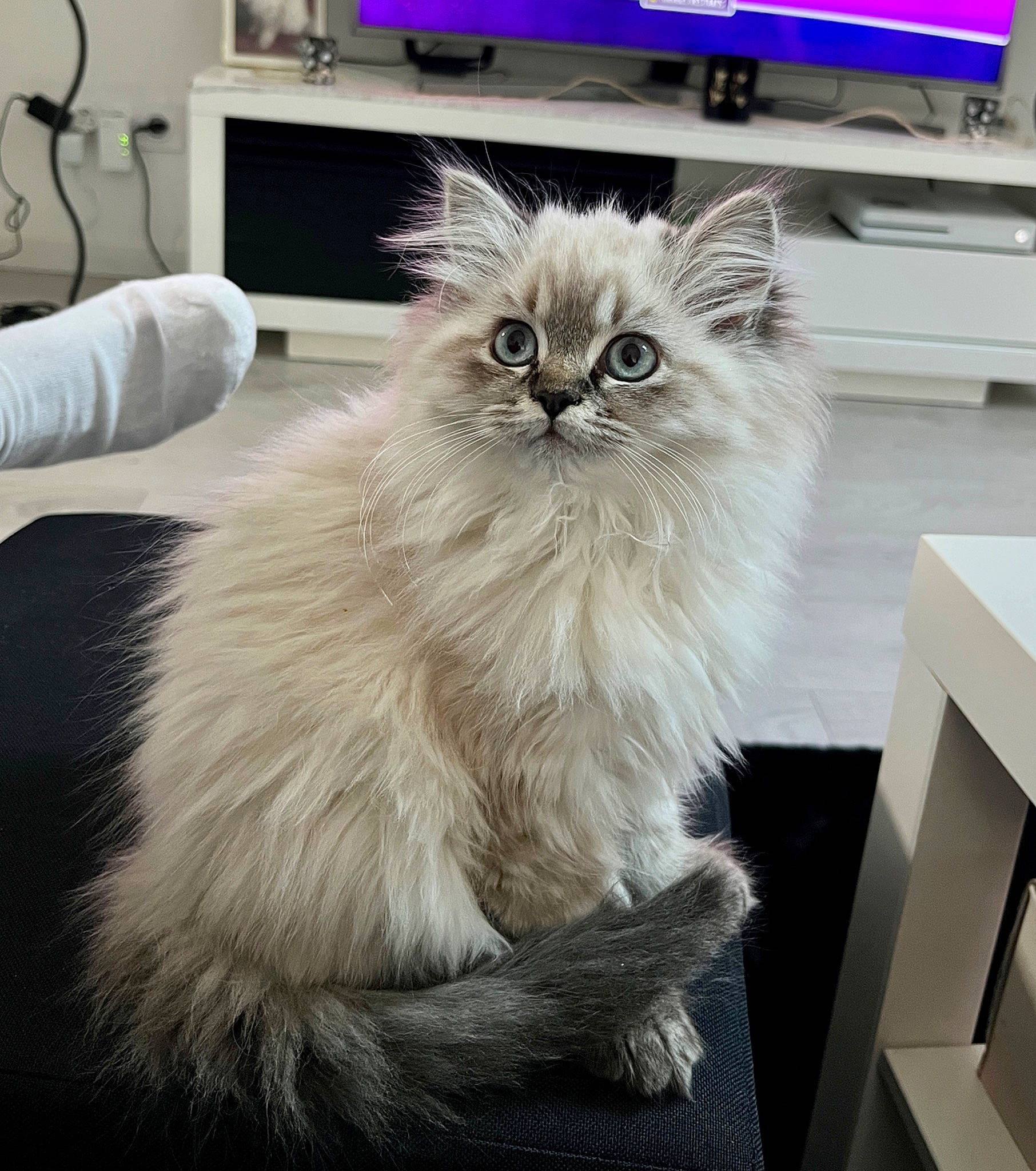 Perle a rejoint le concours — aidez-le/la à gagner de superbes lots ! box, british_longhair, carnivore, cat, computer, computer_keyboard, computer_monitor, display_device, felidae, flooring, fur, peripheral, persian, personal_computer, plant, small_to_medium_sized_cats, tail, whiskers