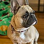 animal, attention, blurred_background, brown_fur, canine, close_up, collar, companion, cute, dog, domestic, ears, floor, french_bulldog, indoor, pet, portrait, sitting, white_patch, wooden_floor