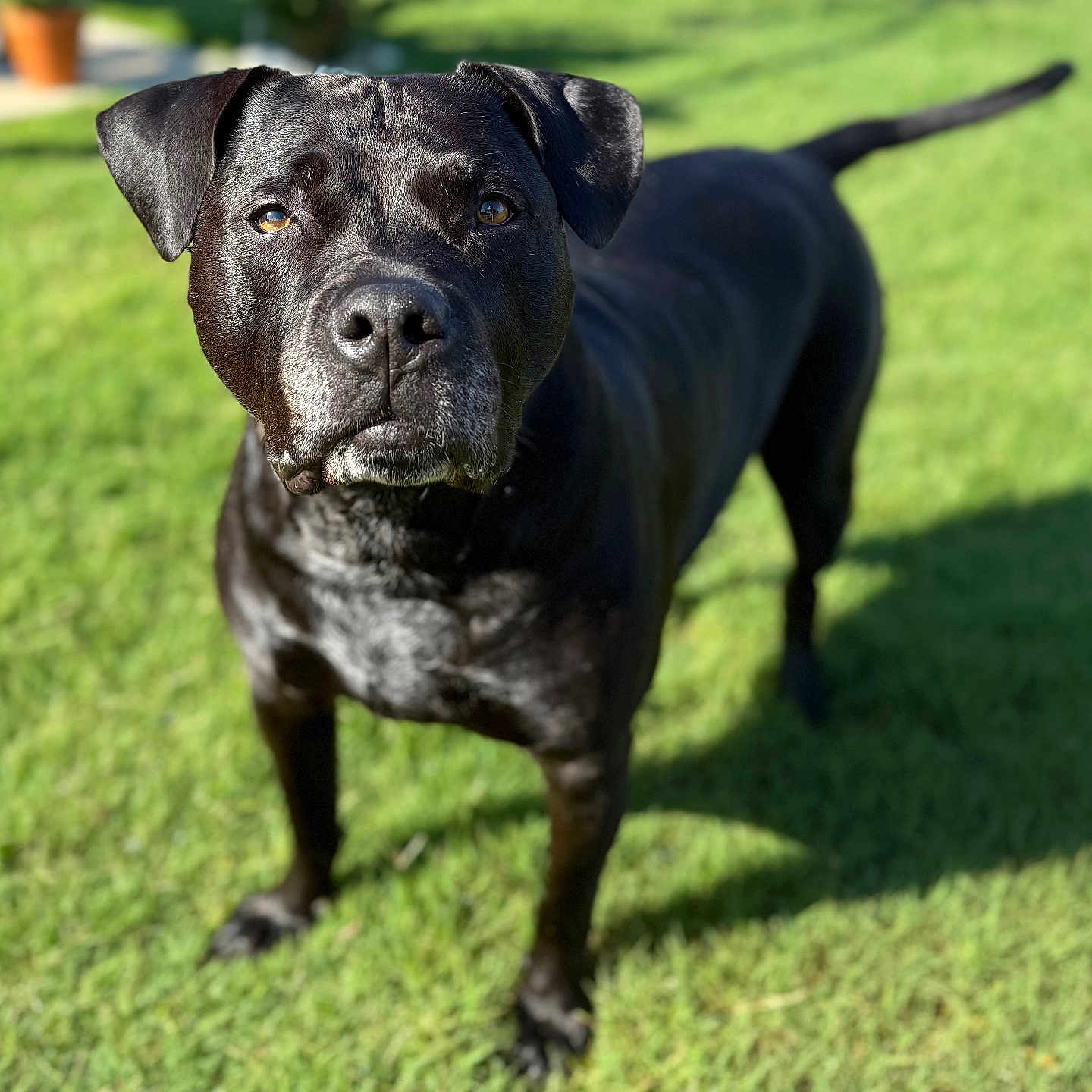 Frazier is registered to the contest to win money with this photo: animal, background_blur, black_dog, canine, closeup, daylight, dog, ears, eyes, focus, fur, grass, mammal, nature, outdoor, pet, portrait, shadow, standing, sunlight