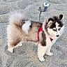 Aya participe au concours pour gagner de l'argent avec cette photo : adorable, alert, animal, blue_eyes, canine, companion, cute, dog, fluffy, fur, furry, outdoor, pet, playful, puppy, red_harness, sand, small_dog, standing, young_dog
