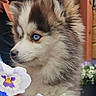 Aya participe au concours pour gagner de l'argent avec cette photo : adorable, animal, blue_eyes, close_up, colorful, cute, dog, flower, fluffy_fur, furry, garden, nature, outdoor, pansy, pet, plant, portrait, puppy, side_view, young_dog