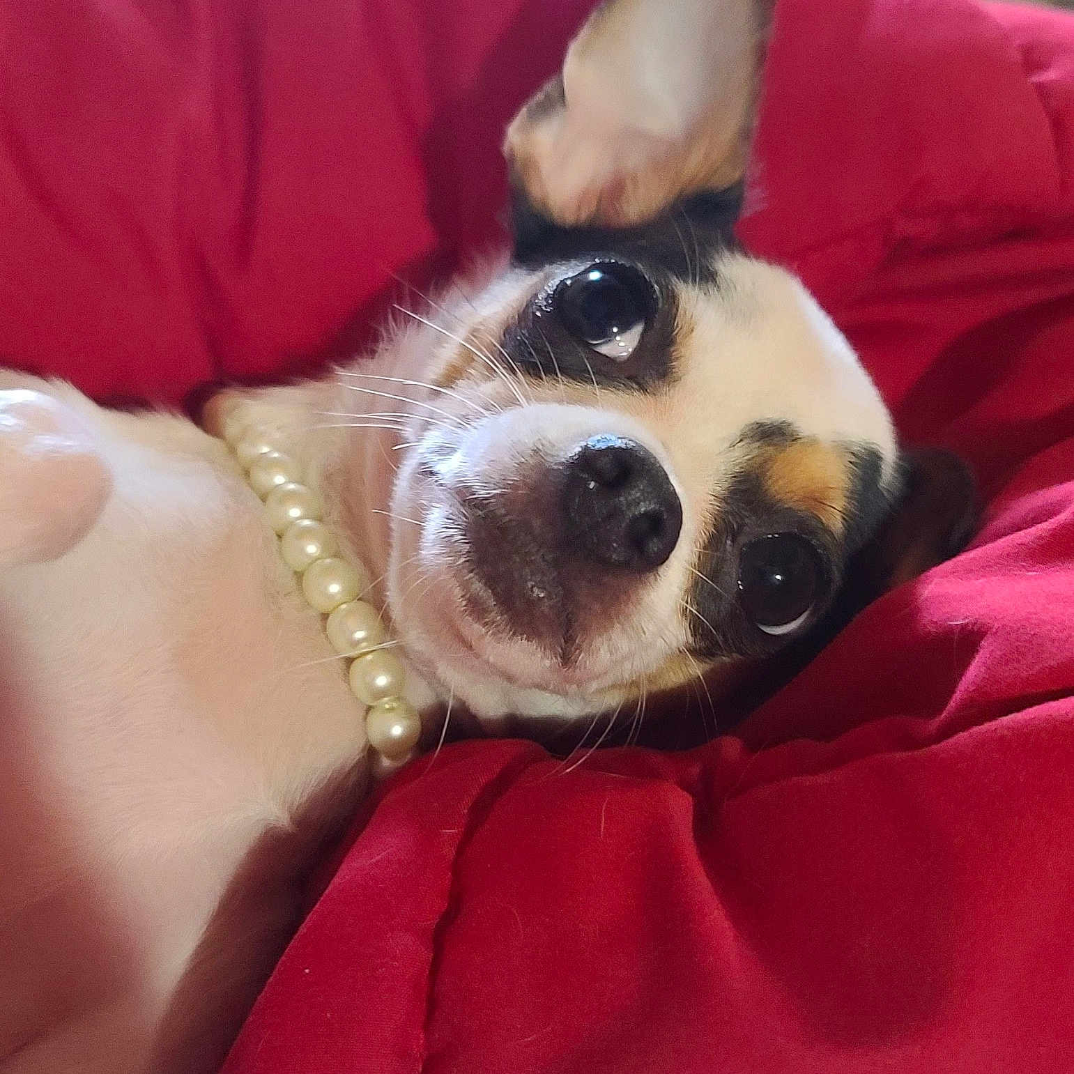 Lilly Malene joined the competition — help win amazing prizes! animal_portrait, black_nose, close_up, cozy, cute, dog, domestic_animal, ears, expression, face, fur, indoor, lying_down, pearls, pet, red_blanket, relaxed, small_dog, snout, whiskers