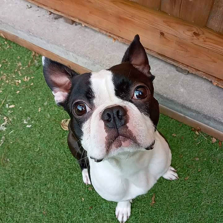 Lilo joined the competition — help win amazing prizes! boston_terrier, bulldog, canidae, carnivore, collar, companion_dog, dog, dog_breed, dog_collar, fawn, flooring, grass, molosser, plant, snout, sporting_group, toy_dog, whiskers, wood, working_animal