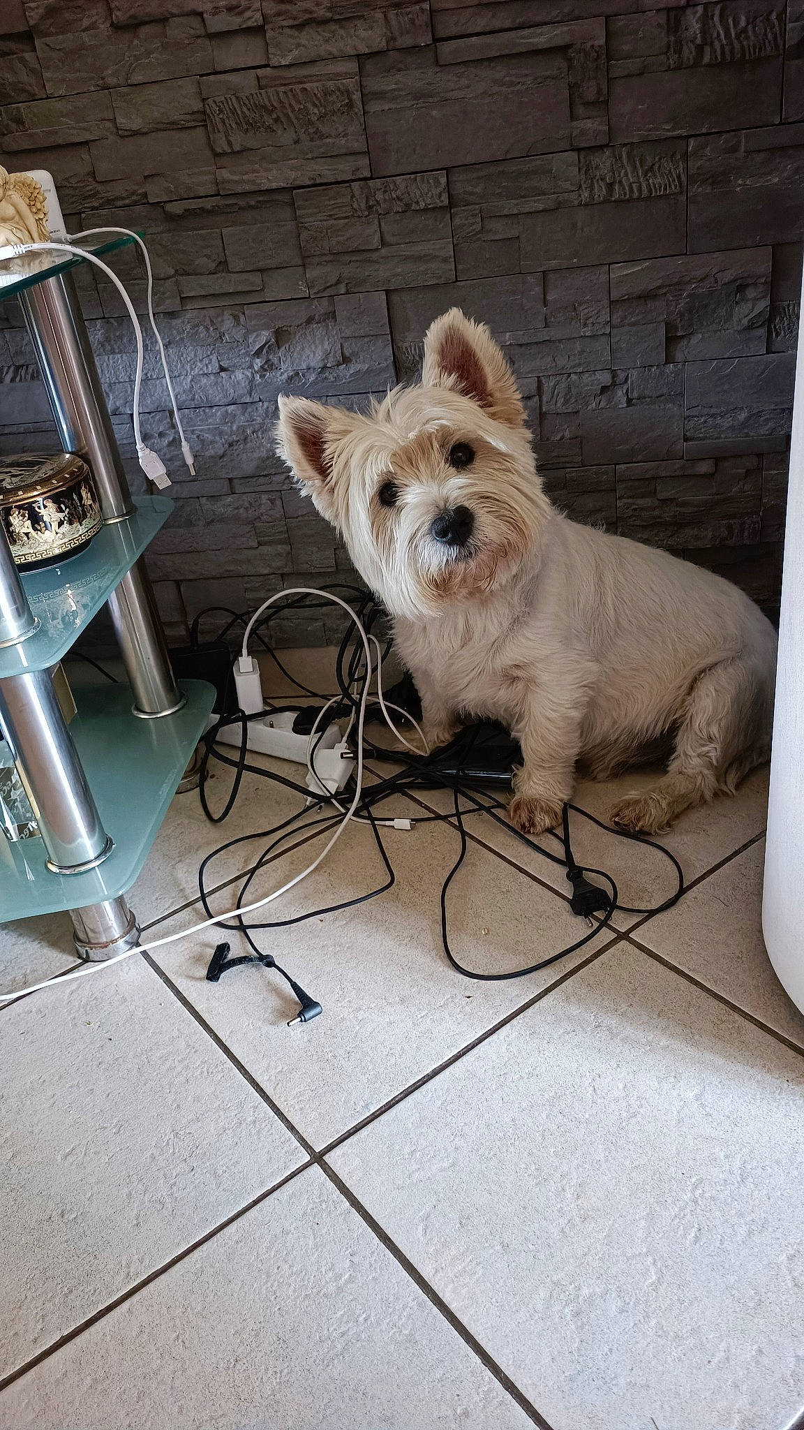 Gulli a rejoint le concours — aidez-le/la à gagner de superbes lots ! ancient_dog_breeds, canidae, carnivore, chair, companion_dog, dog, dog_breed, dog_supply, fawn, flooring, fur, non_sporting_group, pet_supply, small_terrier, snout, sporting_group, terrier, toy_dog, working_animal