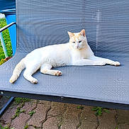 Phantom participe au concours pour gagner de l'argent avec cette photo : cat, animal, pet, outdoor, bench, gray, greenery, plants, flower_pot, flower, sunlight, relaxing, feline, garden, grass, resting, pavement, metal_frame, nature, daytime