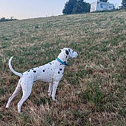 Oslo a rejoint le concours — aidez-le/la à gagner de superbes lots ! dalmatian, dog, animal, grass, hill, outdoor, nature, pet, white, black_spots, collar, canine, field, sky, trees, recreational_vehicle, camping, alert, standing, daytime