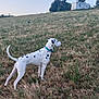 dalmatian, dog, animal, grass, hill, outdoor, nature, pet, white, black_spots, collar, canine, field, sky, trees, recreational_vehicle, camping, alert, standing, daytime