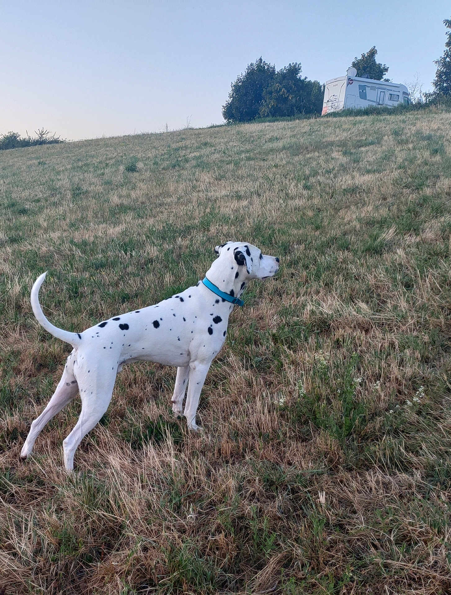 Oslo a rejoint le concours — aidez-le/la à gagner de superbes lots ! dalmatian, dog, animal, grass, hill, outdoor, nature, pet, white, black_spots, collar, canine, field, sky, trees, recreational_vehicle, camping, alert, standing, daytime