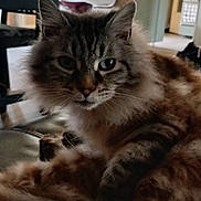 Flocon a rejoint le concours — aidez-le/la à gagner de superbes lots ! cat, fluffy, indoor, home, furniture, kitchen, window, light, animal, pet, domestic, relaxed, cozy, chair, table, curtain, decor, mammal, feline, portrait