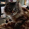 cat, fluffy, indoor, home, furniture, kitchen, window, light, animal, pet, domestic, relaxed, cozy, chair, table, curtain, decor, mammal, feline, portrait