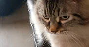 Flocon participe au concours pour gagner de l'argent avec cette photo : cat, feline, pet, indoor, leather_couch, furniture, blurred_background, tabby, fluffy, animal, whiskers, ears, tail, floor, home, domestic, mammal, four_legs, close_up, standing