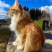 Garfield a rejoint le concours — aidez-le/la à gagner de superbes lots ! animal, blue_sky, calm, cat, clouds, daytime, fluffy, grass, hedge, nature, orange_cat, outdoor, pet, side_view, stone_ledge, suburban, sunny, trees, whiskers, white_fur