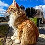 animal, blue_sky, calm, cat, clouds, daytime, fluffy, grass, hedge, nature, orange_cat, outdoor, pet, side_view, stone_ledge, suburban, sunny, trees, whiskers, white_fur