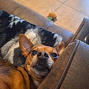 Niko is registered to the contest to win money with this photo: blanket, blurred_background, brown, close_up, couch, cozy, dog, ears, expression, face, floor, fur, indoor, pet, resting, small_dog, snout, teeth, toy, wide_eyes