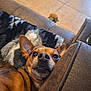 blanket, blurred_background, brown, close_up, couch, cozy, dog, ears, expression, face, floor, fur, indoor, pet, resting, small_dog, snout, teeth, toy, wide_eyes