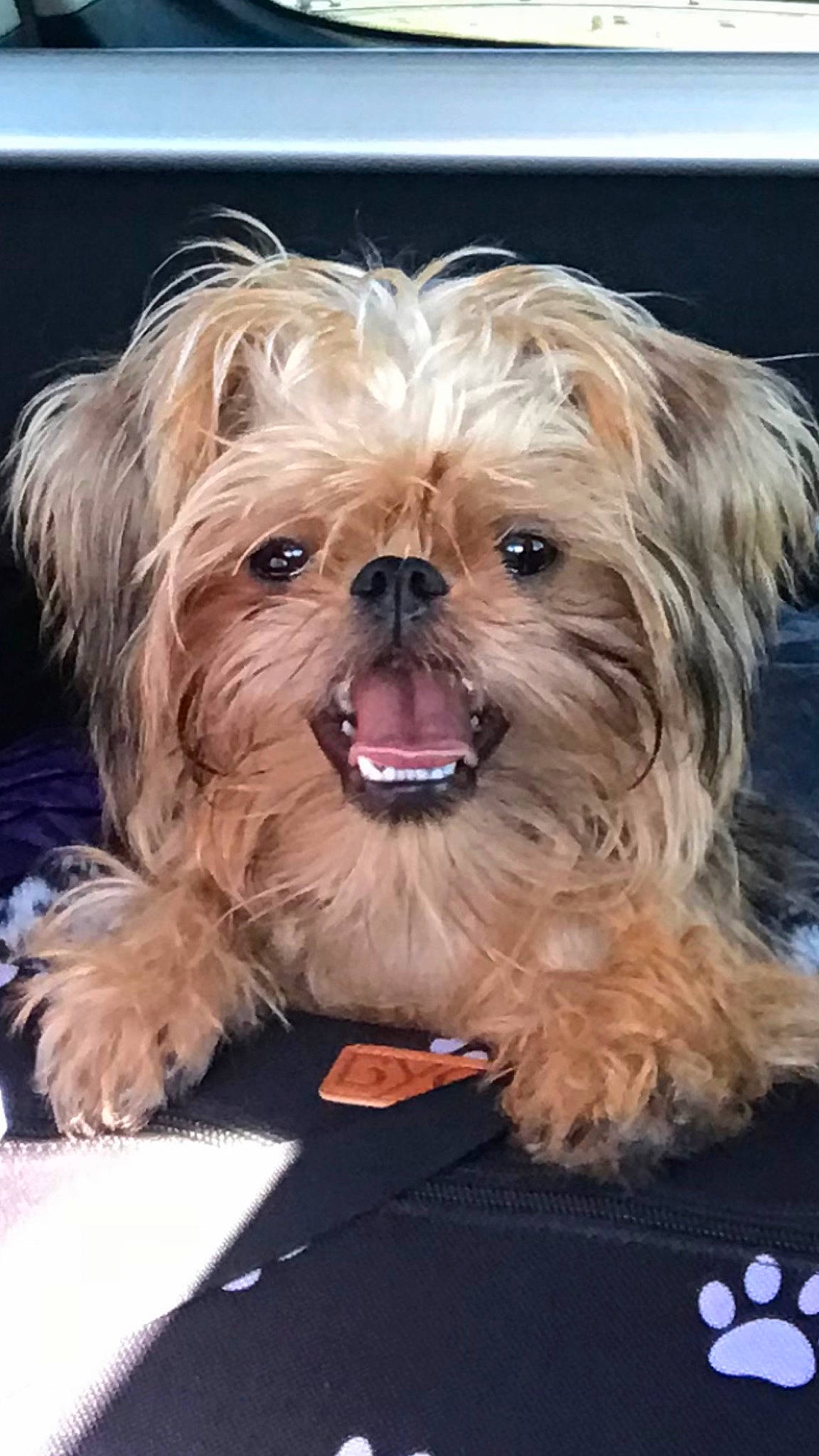 Chicken Nugget is registered to the contest to win money with this photo: biewer_terrier, canidae, carnivore, companion_dog, dog, dog_breed, dog_supply, fawn, fur, liver, maltepoo, puppy_love, small_terrier, snout, sporting_group, terrier, toy_dog, working_animal, yorkipoo, yorkshire_terrier
