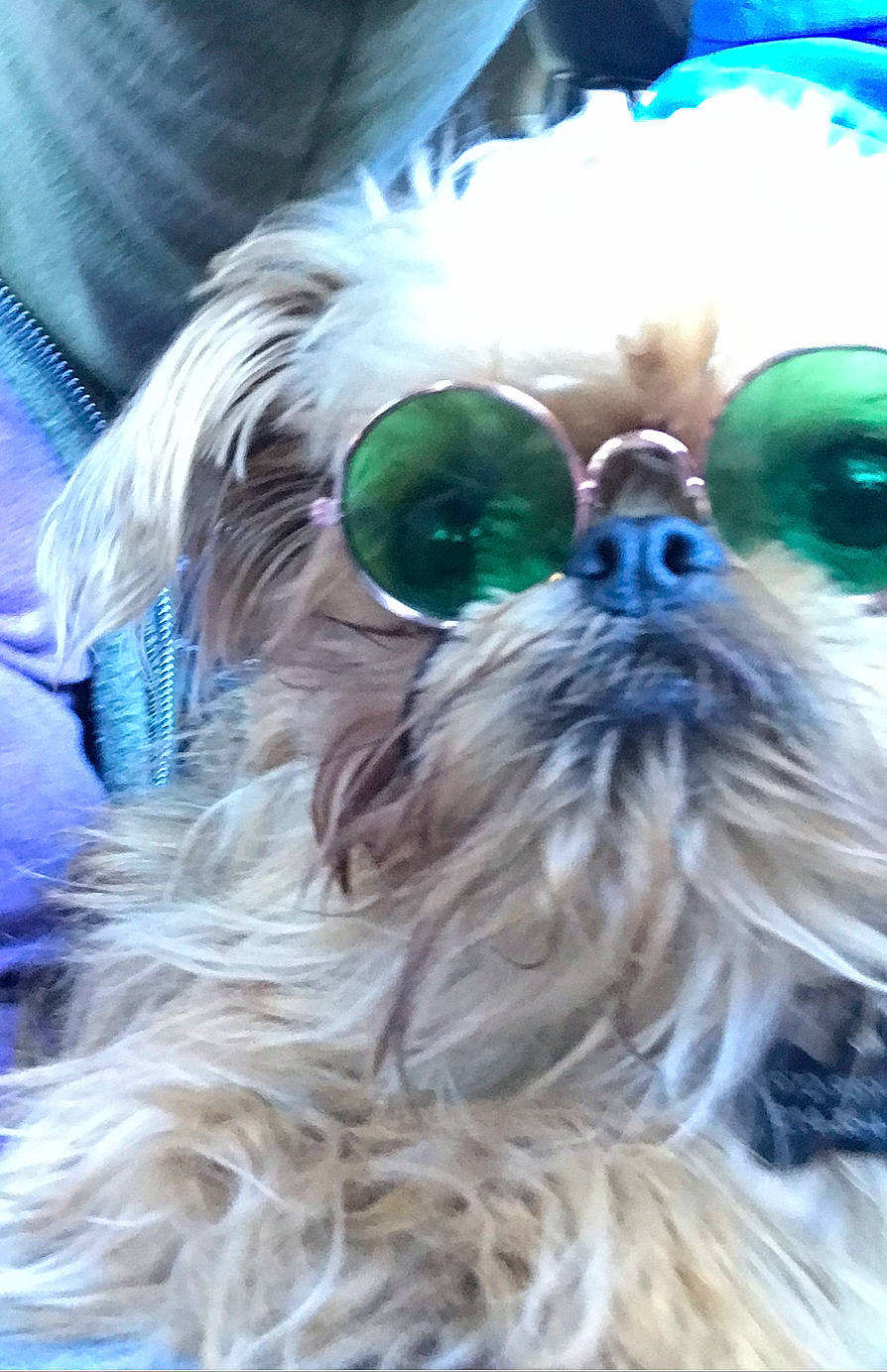 Chicken Nugget joined the competition — help win amazing prizes! carnivore, companion_dog, dog, dog_breed, dog_supply, eyewear, fawn, feather, fur, glasses, goggles, head, liver, snout, sporting_group, sunglasses, toy_dog, vision_care, whiskers, working_animal