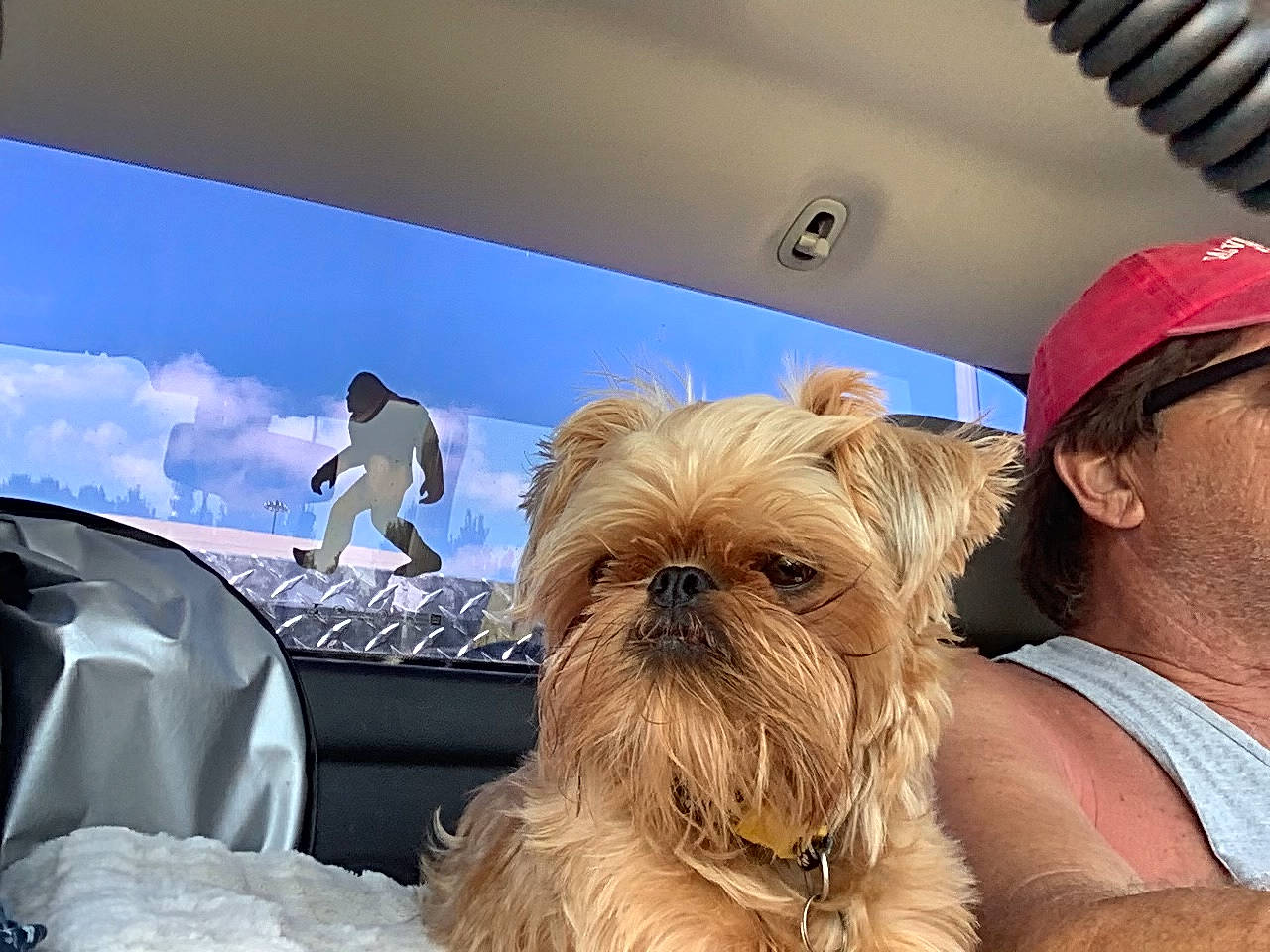 Chicken Nugget is registered to the contest to win money with this photo: automotive_exterior, baseball_cap, carnivore, comfort, companion_dog, dog, dog_breed, eyewear, fawn, fur, liver, personal_luxury_car, shih_tzu, sky, snout, sporting_group, sunglasses, toy_dog, vehicle_door, working_animal