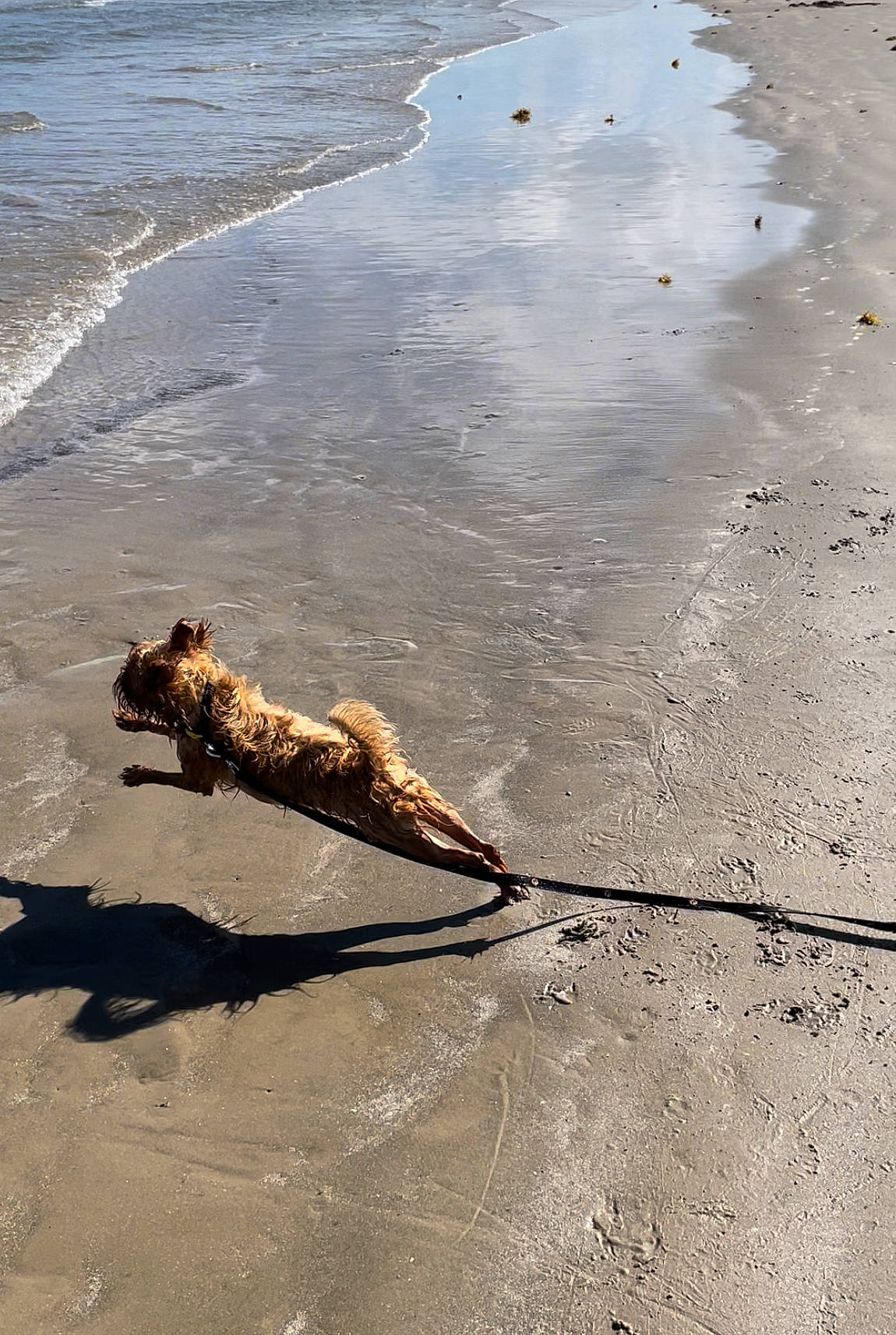 Chicken Nugget is registered to the contest to win money with this photo: beach, coast, driftwood, foot, horizon, landscape, ocean, road_surface, rock, sand, shadow, soil, sporting_group, tail, tide, water, wave, wetland, wind_wave, wood