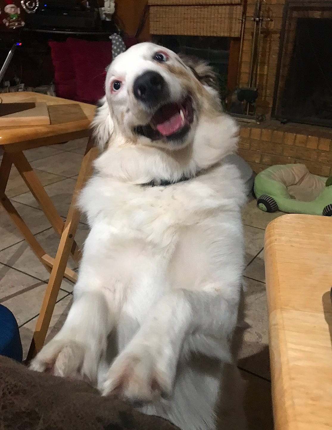 Josie Jo joined the competition — help win amazing prizes! canidae, carnivore, chair, companion_dog, dog, dog_breed, fang, fur, great_pyrenees, gun_dog, hardwood, kuvasz, livestock_guardian_dog, maremma_sheepdog, polish_tatra_sheepdog, sporting_group, table, whiskers, wood, working_dog