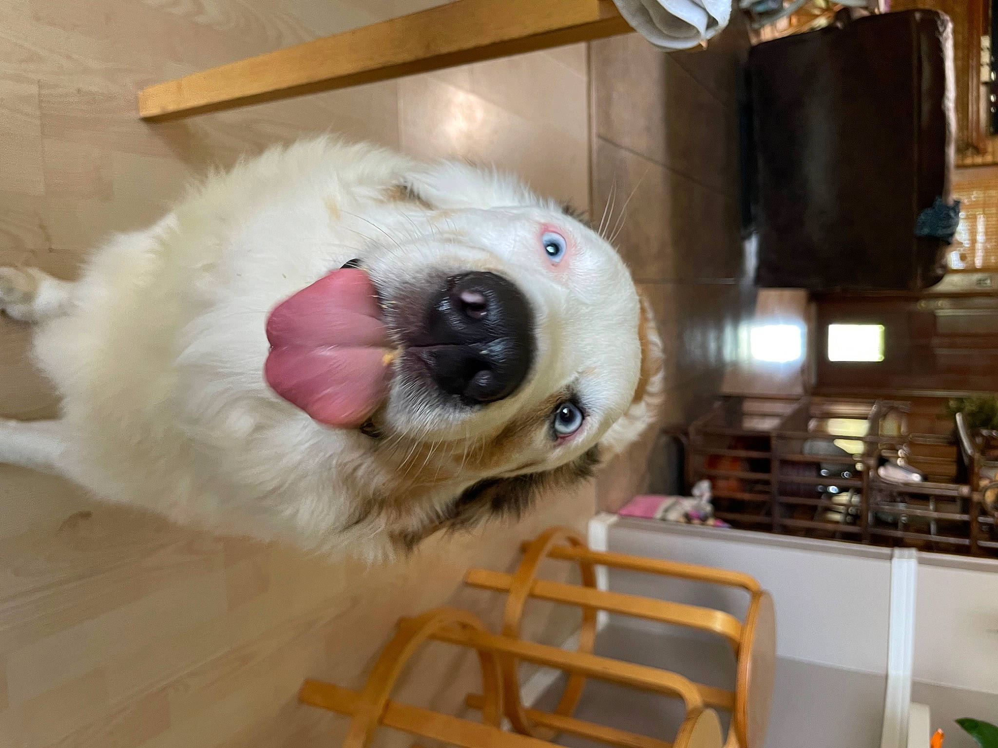 Josie Jo is registered to the contest to win money with this photo: canidae, carnivore, companion_dog, dog, dog_breed, fawn, flooring, fur, hardwood, machine, non_sporting_group, plush, room, snout, sporting_group, stuffed_toy, toy, whiskers, wood, working_animal