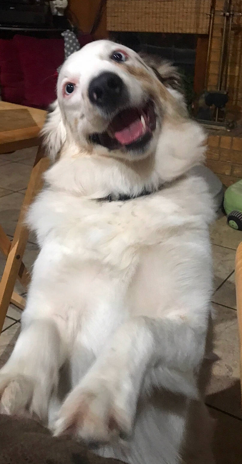 Josie Jo is registered to the contest to win money with this photo: canidae, carnivore, collar, companion_dog, dog, dog_breed, dog_collar, dog_supply, fang, fur, guard_dog, gun_dog, kuvasz, livestock_guardian_dog, smile, snout, sporting_group, whiskers, working_animal, working_dog