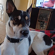 Apollo is registered to the contest to win money with this photo: dog, black_and_white, collar, indoor, blanket, television, furniture, living_room, pet, canine, relaxed, resting, floor_tiles, home, electronics, person_on_tv, ears_up, medium_sized_dog, animal, domestic