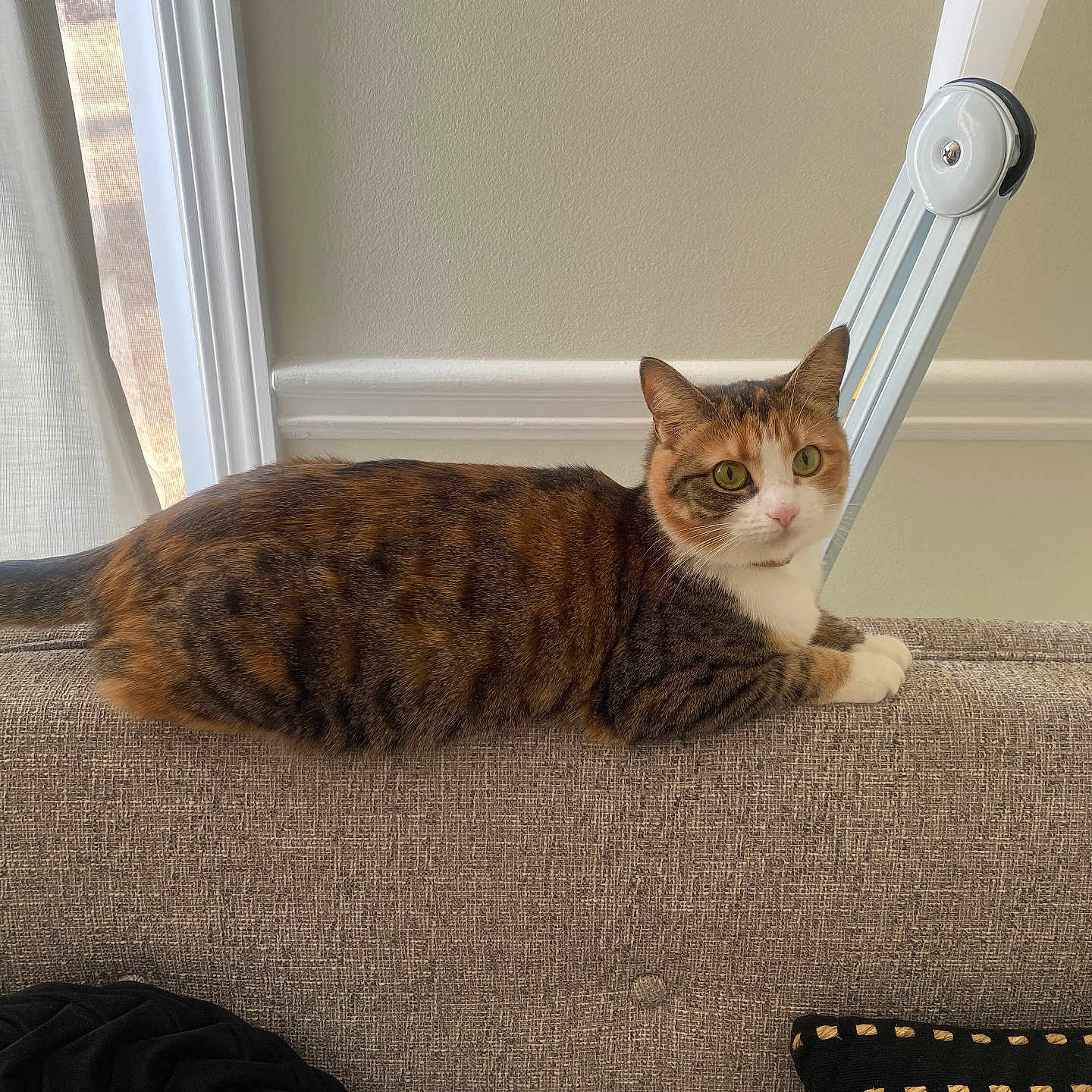 Eclair joined the competition — help win amazing prizes! abyssinian, accessories, animal, architecture, building, cat, couch, cushion, furniture, hardwood, homedecor, indoors, interiordesign, kitten, livingroom, manx, pet, room, strap, wood