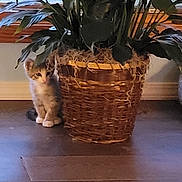 Kit is registered to the contest to win money with this photo: animal, basket, cat, cozy, curious, cute, floor, furniture, green_leaves, home, indoor, kitten, pet, plant, potted_plant, shy, small, window, wooden_floor, young