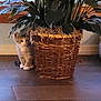 animal, basket, cat, cozy, curious, cute, floor, furniture, green_leaves, home, indoor, kitten, pet, plant, potted_plant, shy, small, window, wooden_floor, young