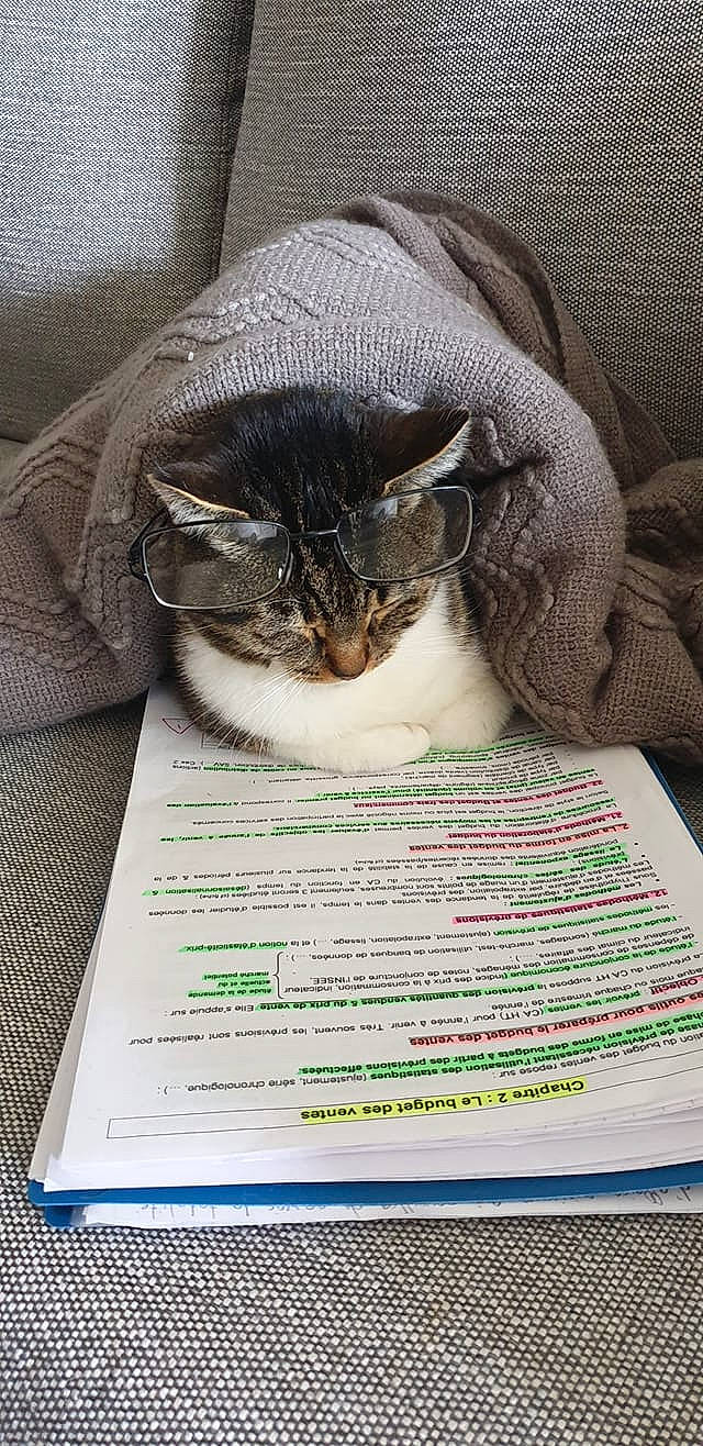 Hope participe au concours pour gagner de l'argent avec cette photo : carnivore, cat, domestic_short_haired_cat, felidae, nap, photo_caption, small_to_medium_sized_cats, whiskers